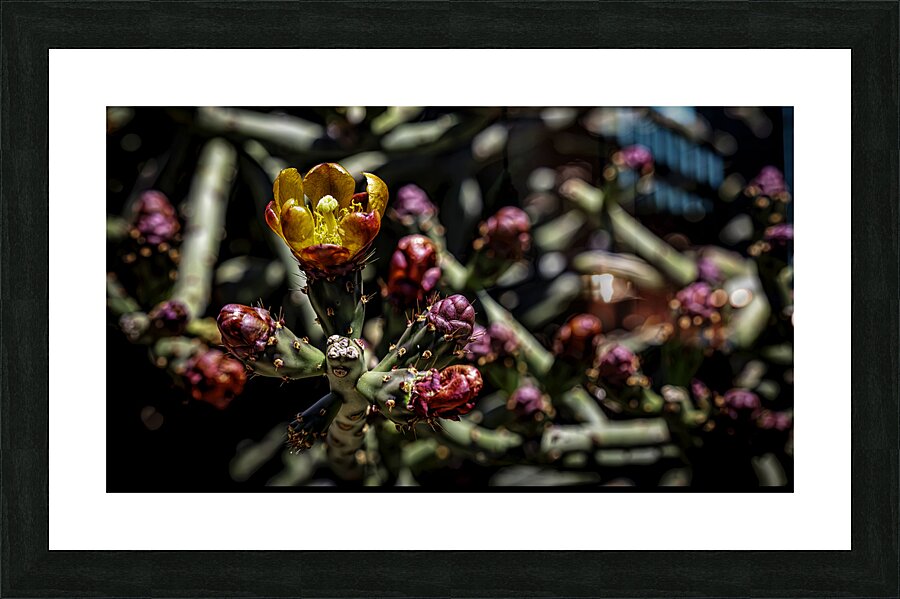 Cactus 1 Picture Frame print