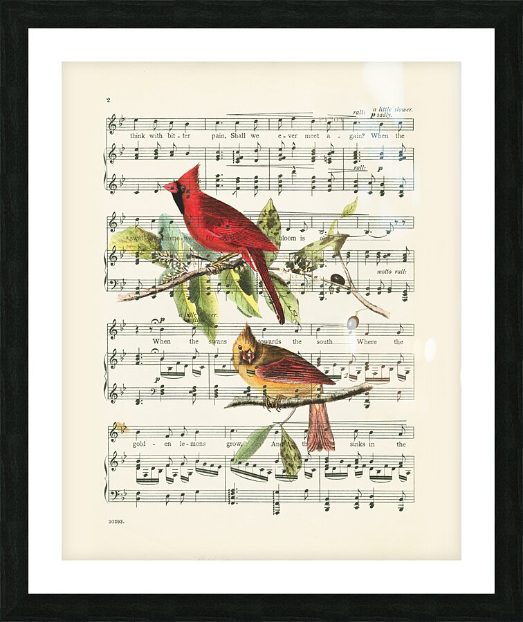 Singing cardinals vintage sheet music Picture Frame print