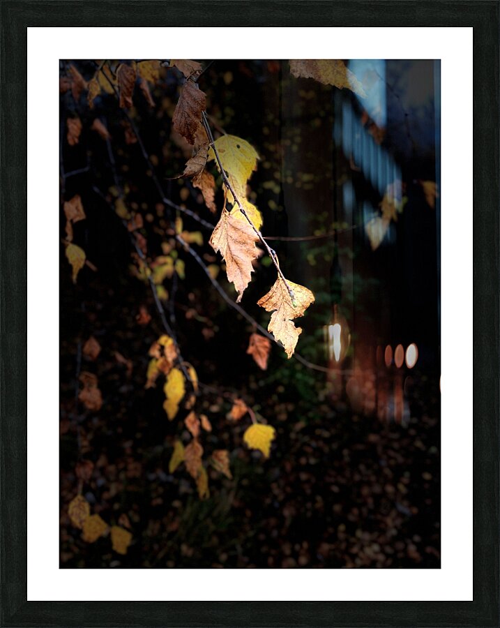 Portraits of Plants- Golden Leaves Picture Frame print