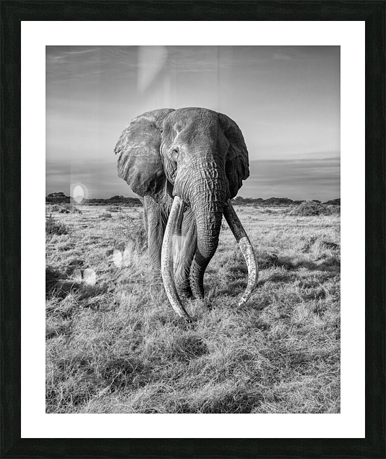 Monarch of the Savannah Picture Frame print