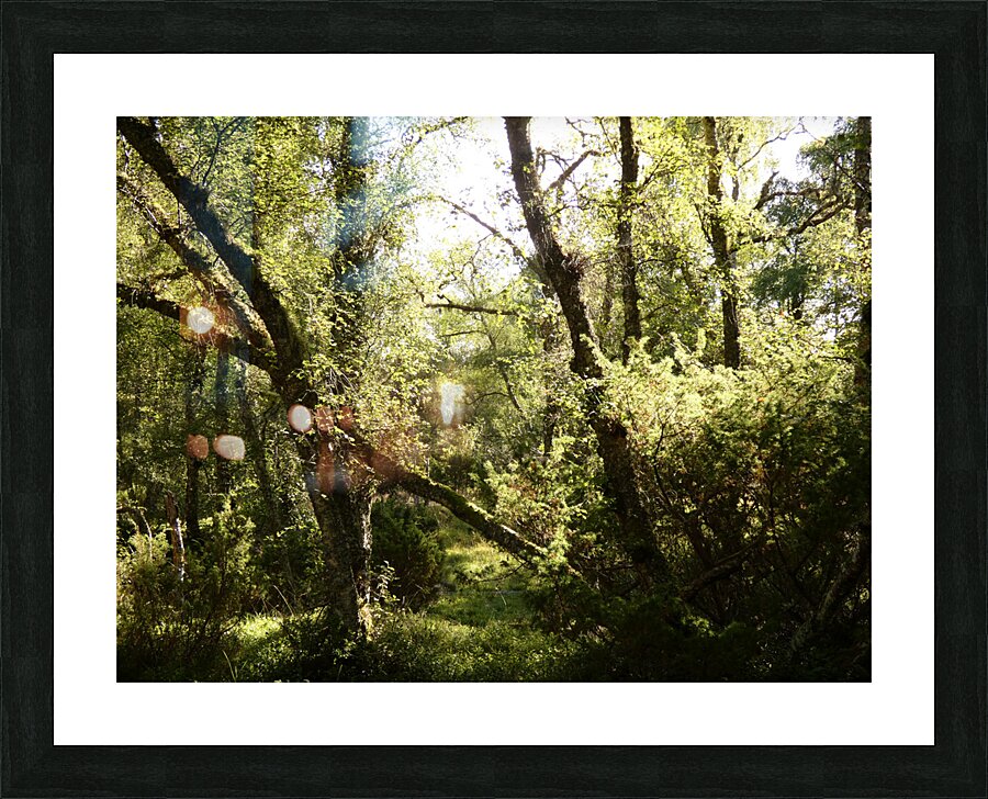 Scottish Highlands Forest Scene  Picture Frame print