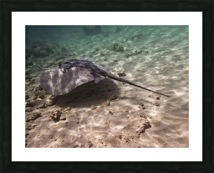 Professor Picture Frame print