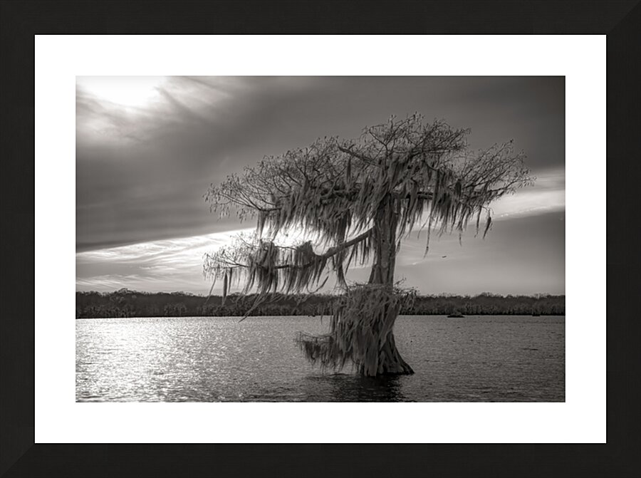 One Lone Cypress  Tree Silhouette Picture Frame print