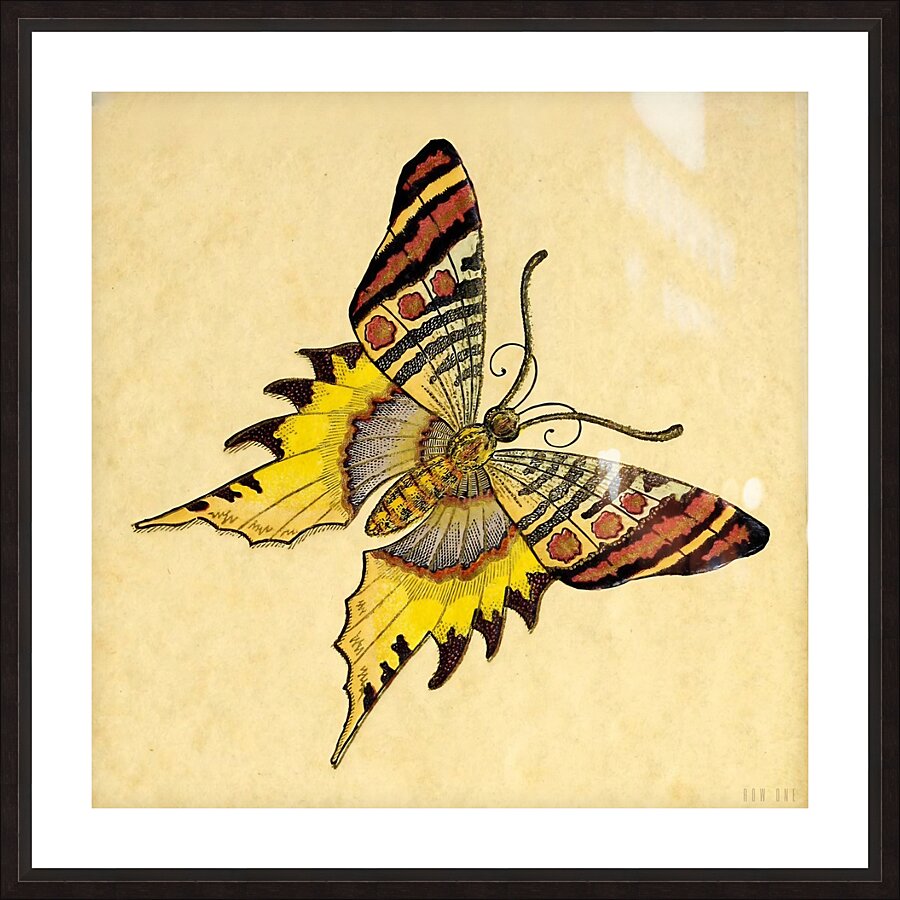 1904 Butterfly Art Picture Frame print