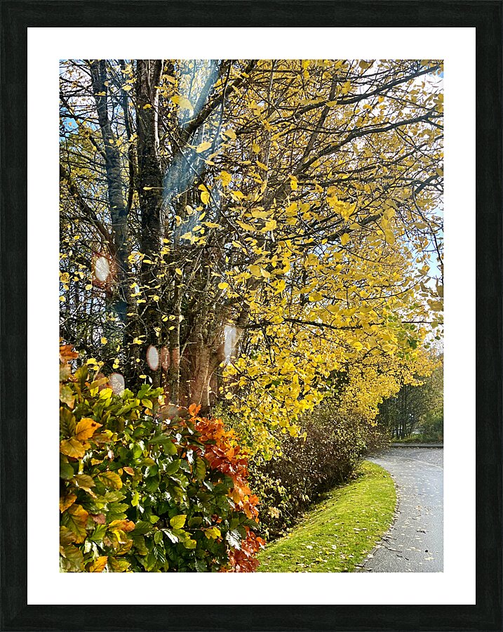 Autumns Grace in the Scottish Highlands  Picture Frame print