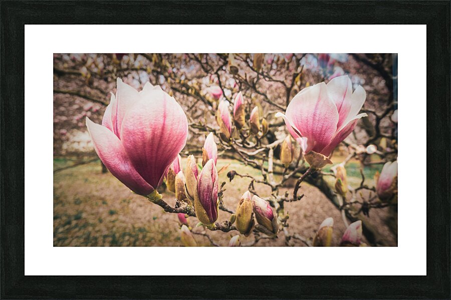 Jane Magnolias Wide Closeup Picture Frame print