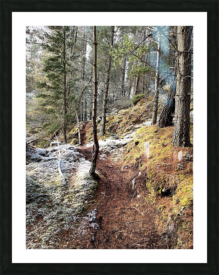 Scenes from the Trail- Winter Nature Walk Picture Frame print