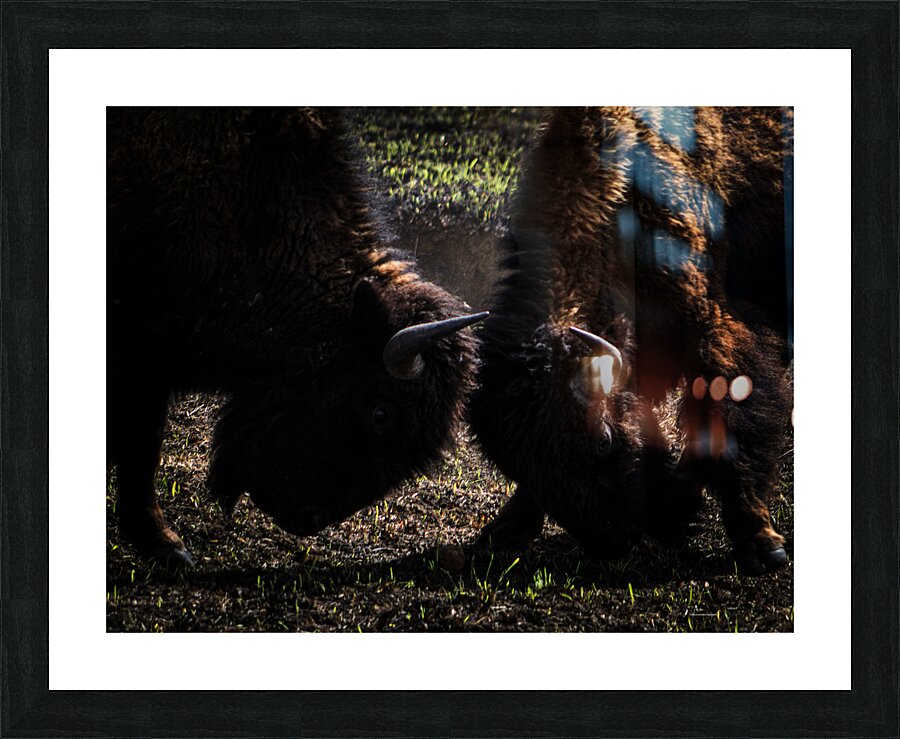 Butting Heads Picture Frame print