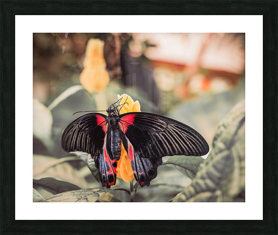 Scarlet Mormon Butterfly Picture Frame print
