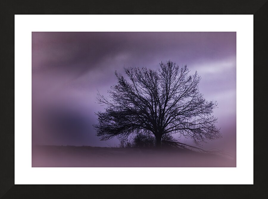  Moonlight  Hilltop Tree Perfection Picture Frame print