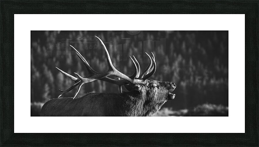 Rutting of the Elks B&W Picture Frame print