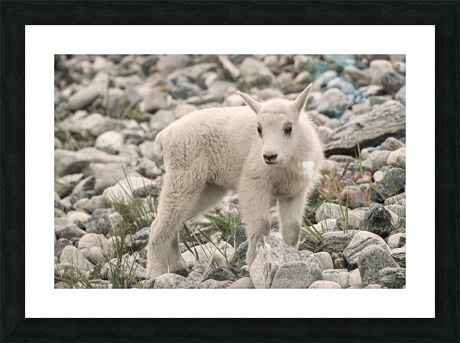 The Innocence of a Baby White Goat: Stunning Photography Picture Frame print
