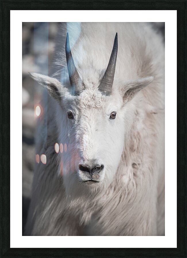 Majestic Close-Up: White Mountain Goat Portrait Picture Frame print