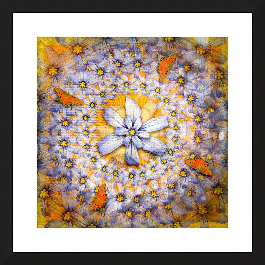 Gulf Fritilary Picture Frame print