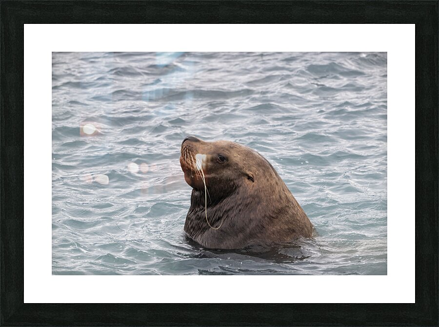 Sea Lion Mustaches: Whiskers of the Ocean Picture Frame print
