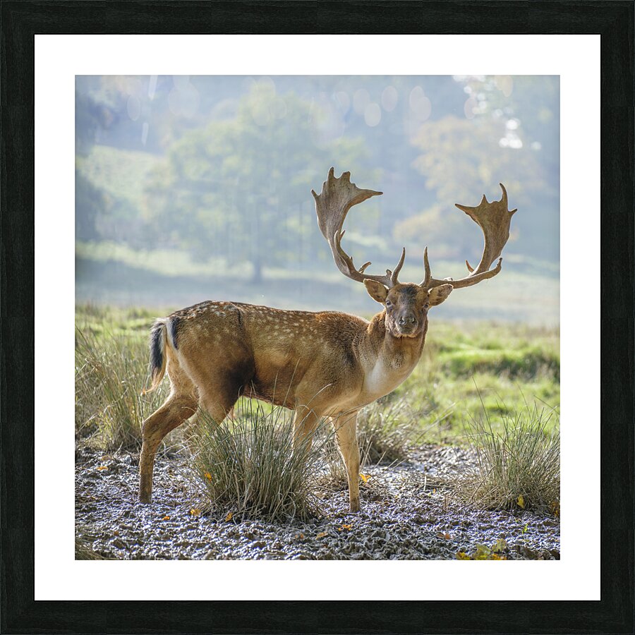  Fine Art print
