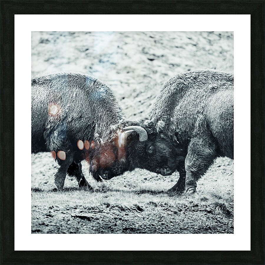 Battle for Hayden Valley B&W Picture Frame Printing