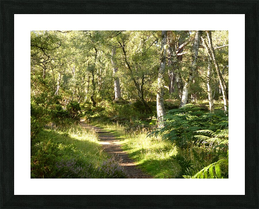 Summers  Golden Path Through the Scottish Highlands Picture Frame print