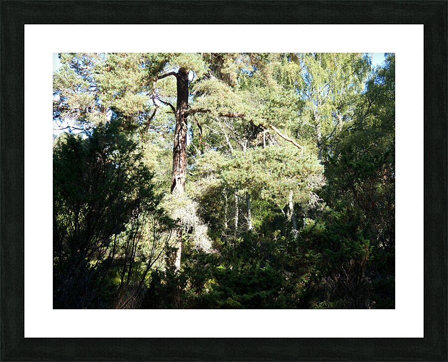 Forests Light and Shadow Play in the Scottish Highlands  Picture Frame print