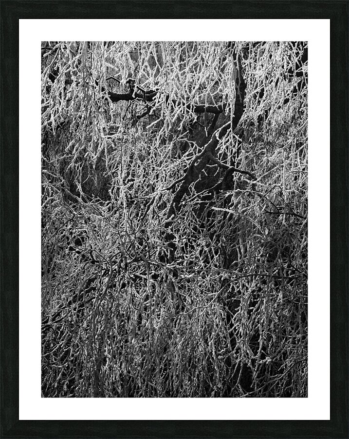 Frosty Birch Tree of the Scottish Highlands  Picture Frame print