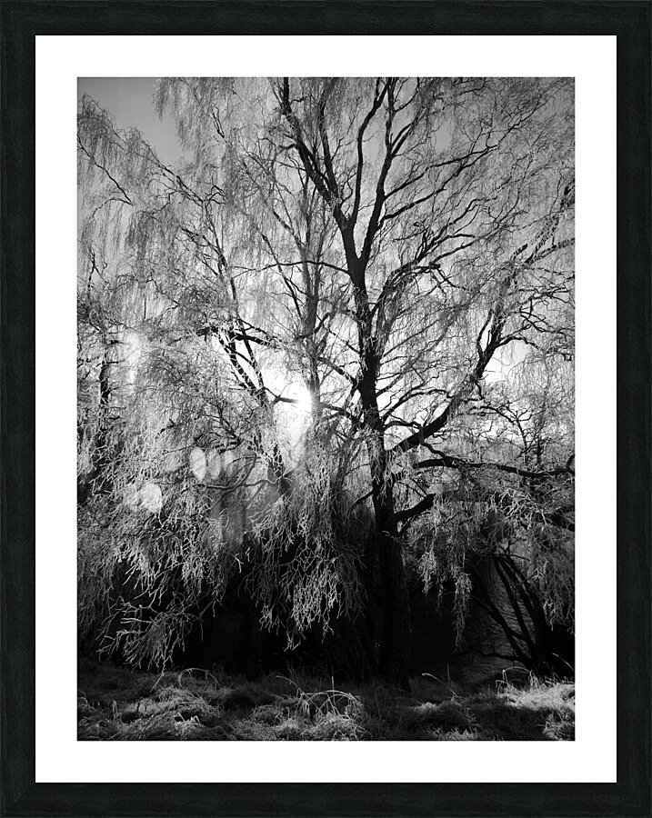 Winters Frosty Beauty in the Scottish Highlands in Black and White Picture Frame print