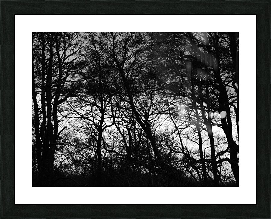 Winters Black and White Trees in the Scottish Highlands Picture Frame print