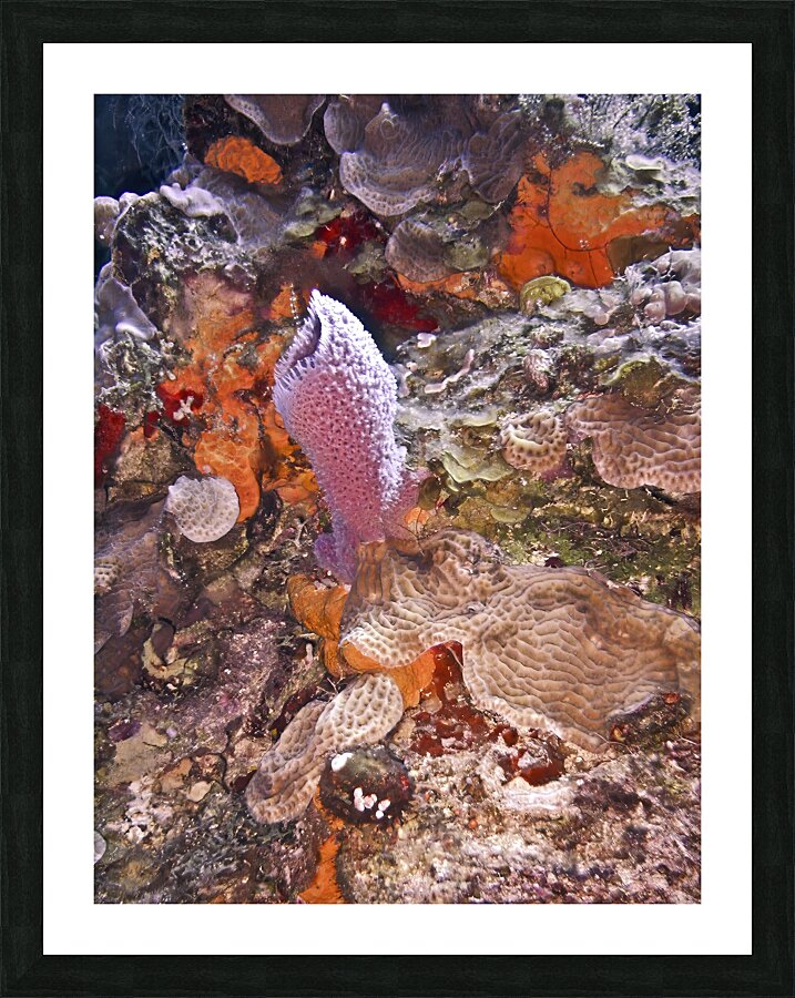 Outback Picture Frame print