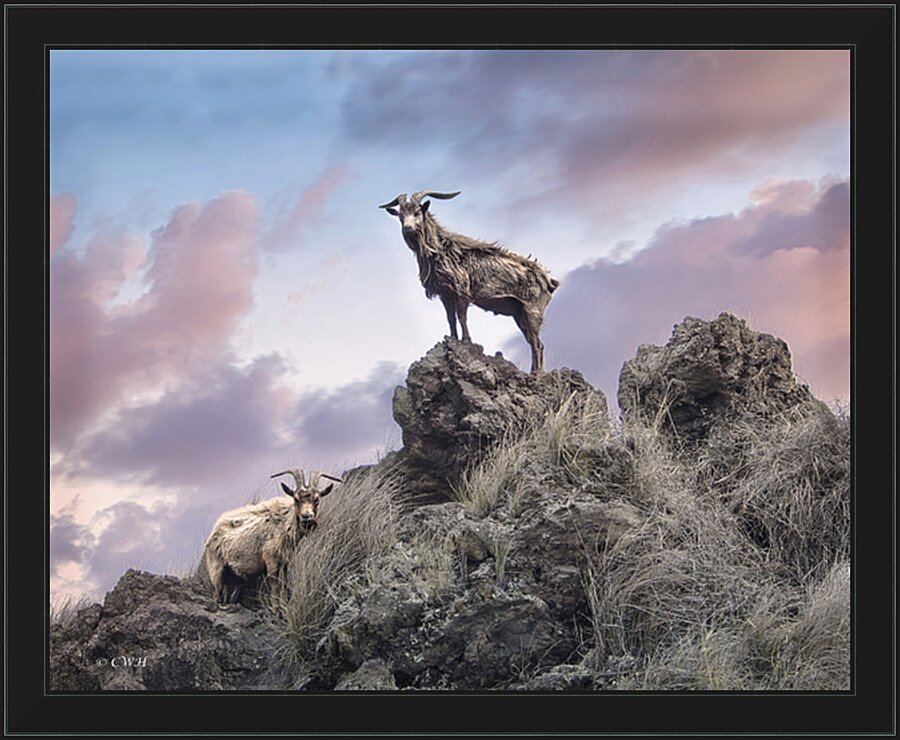 Goats of KONA Holt __RezN888  Framed Print Print