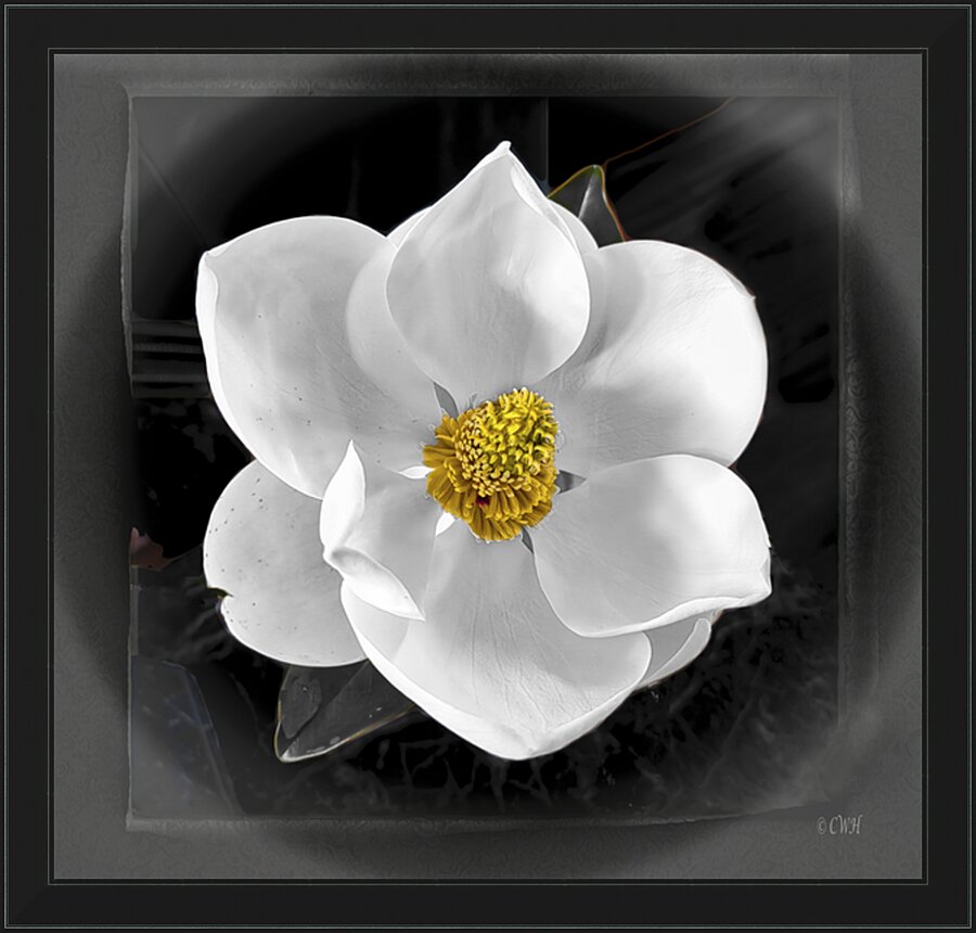 Magnolia Charm__Holt RezN888  Framed Print Print
