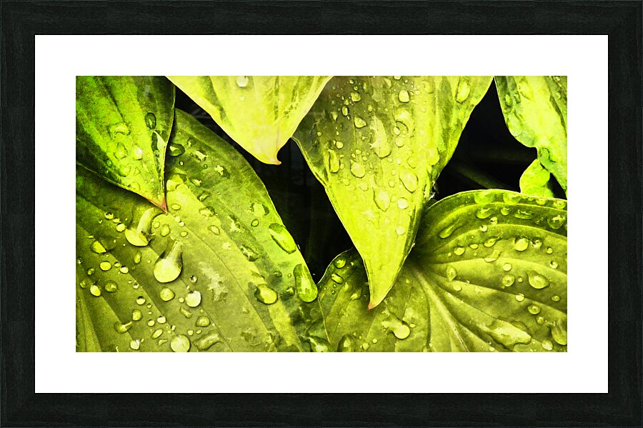  Impressionistic Hosta Leaves  Picture Frame print