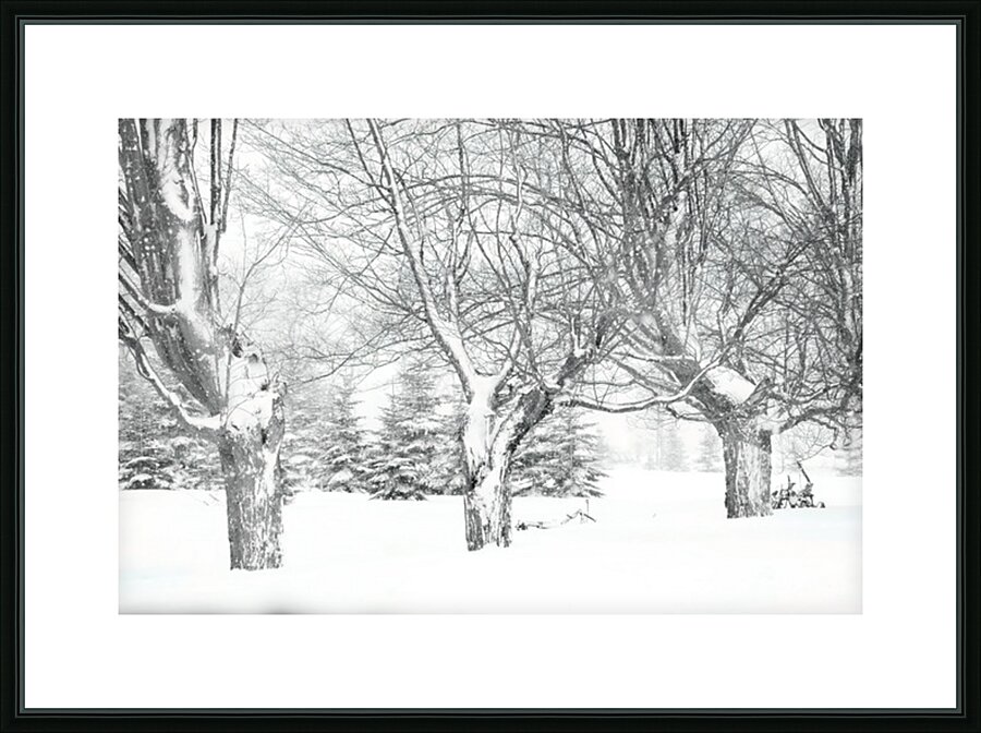 Some trees never give up Picture Frame print