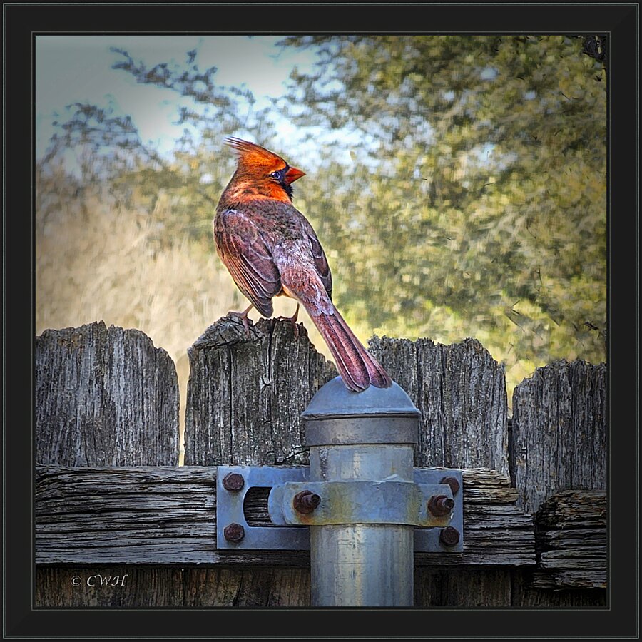 Cardinal Spring_Holt_RezN888  Framed Print Print