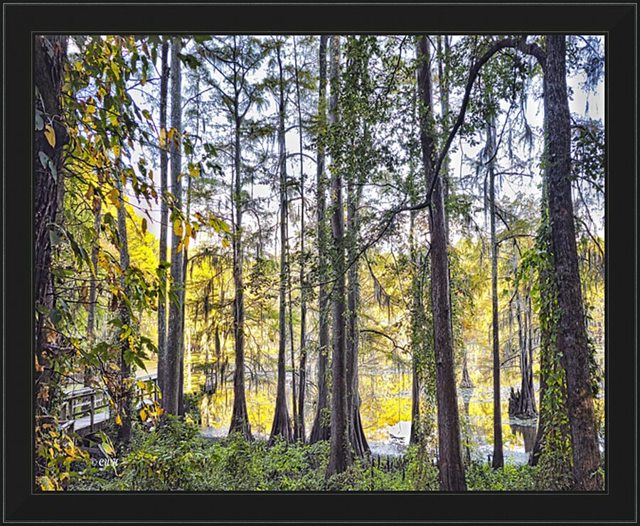 SECRET PLACE - THRU THE TREES_Holt_RezN888  Framed Print Print