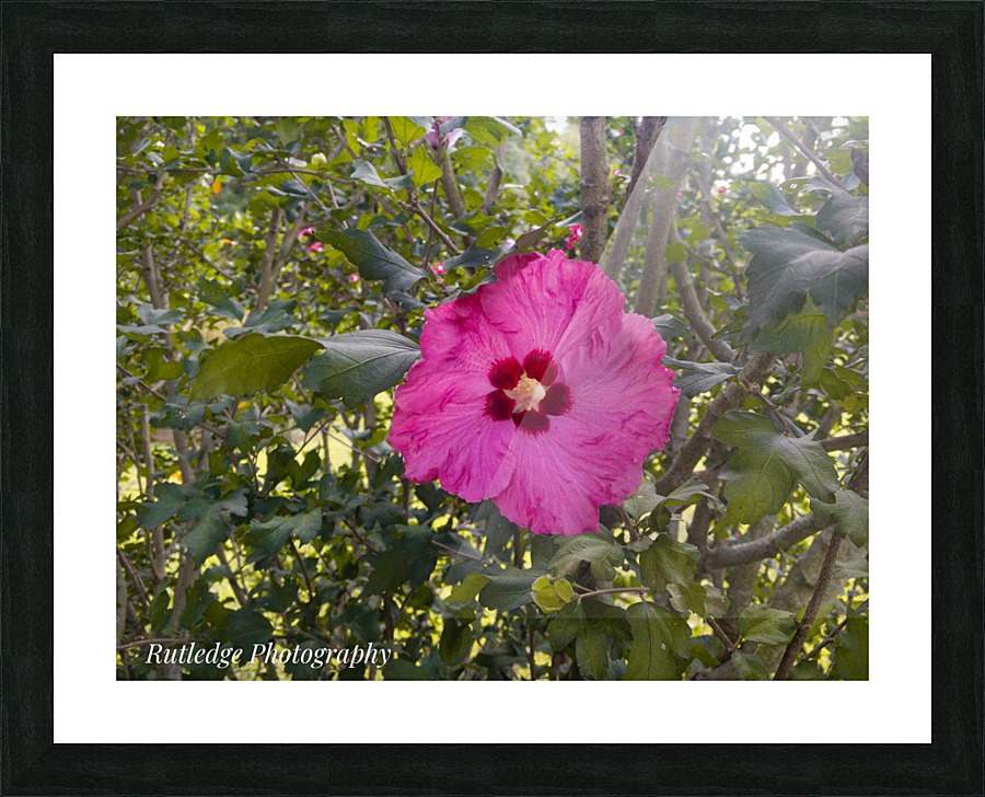  Fine Art print