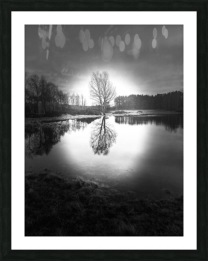 Scenes from the Trail-Winter Birch Tree Reflections in the Scottish Highlands  Picture Frame print