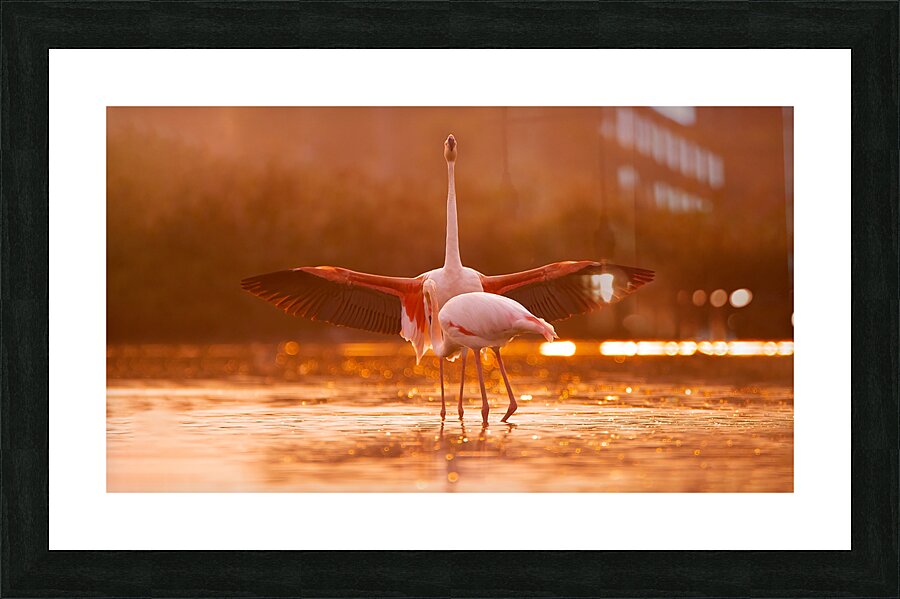 Greater Flamingos 2 Picture Frame print