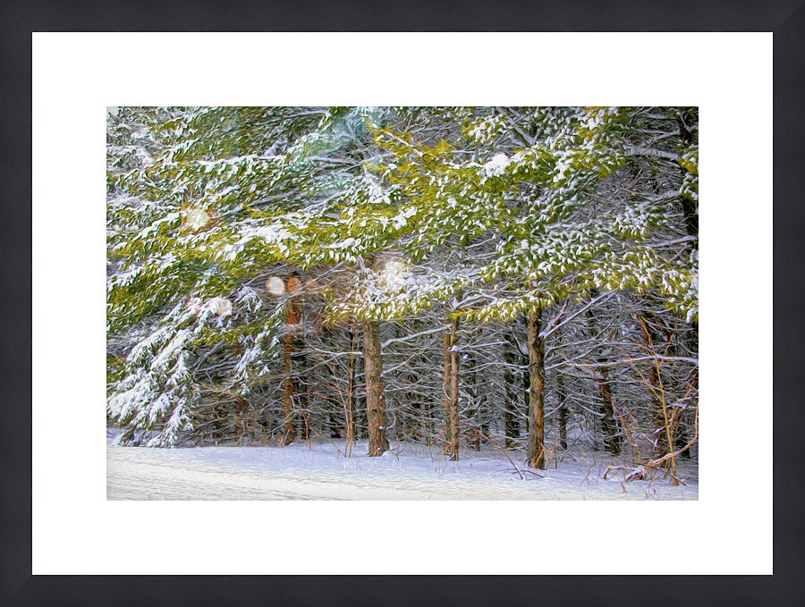 Cold Scotch Pines Picture Frame print