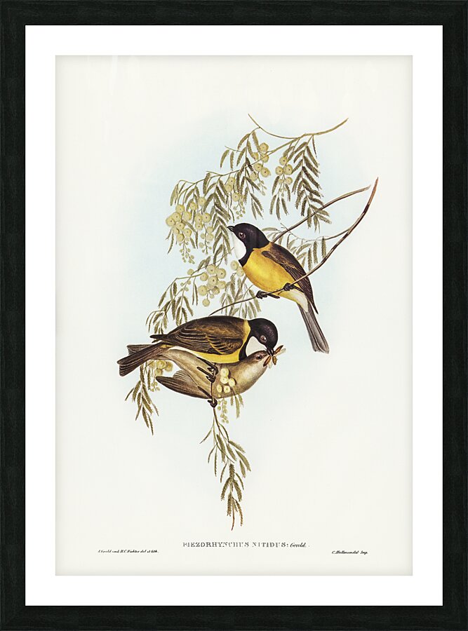 Australian Golden Whistler Picture Frame print