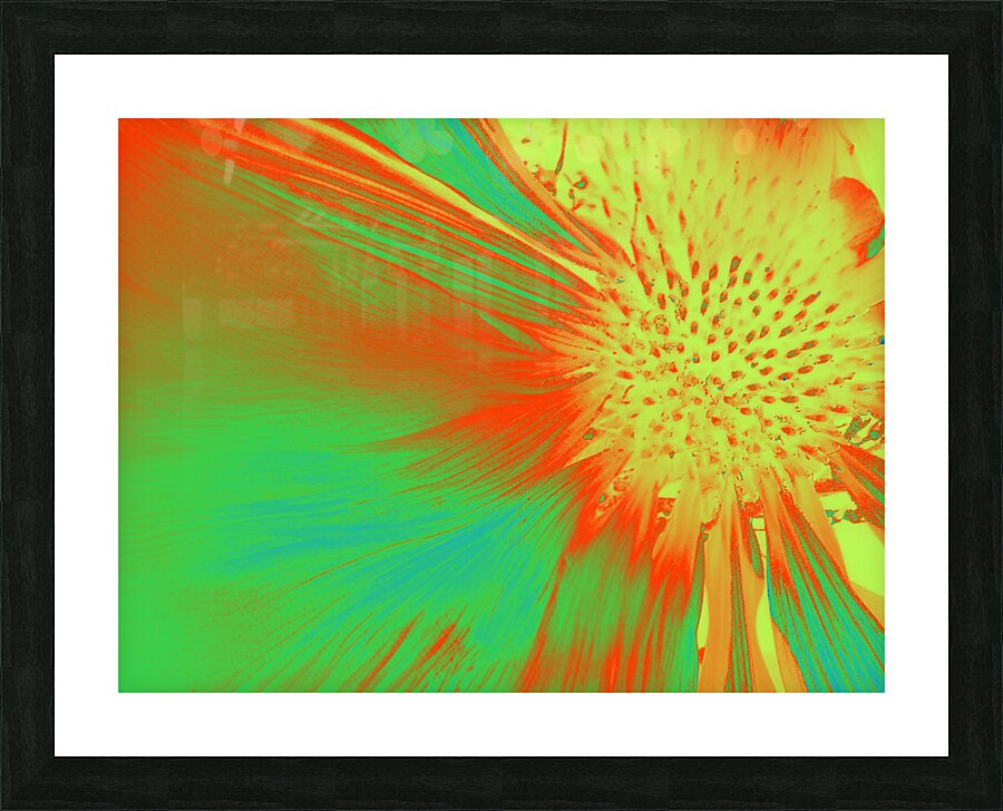 Abstract Cone Flower Picture Frame print