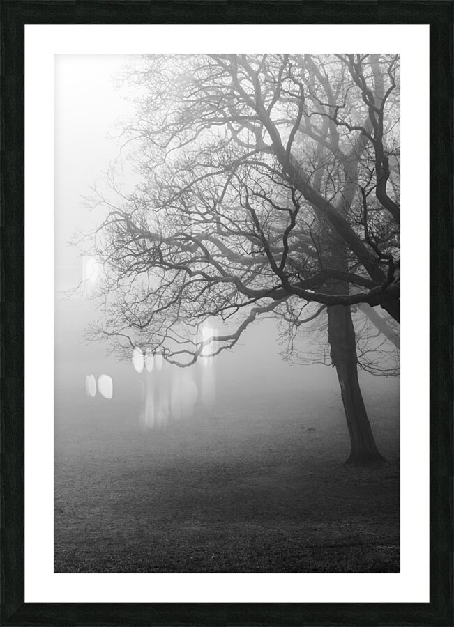 Moody black and white shot of trees in a park on a foggy morning  Picture Frame print
