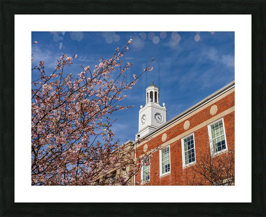 Cherry blossoms frame the facade of the Delaware City Hall in Oh Picture Frame print