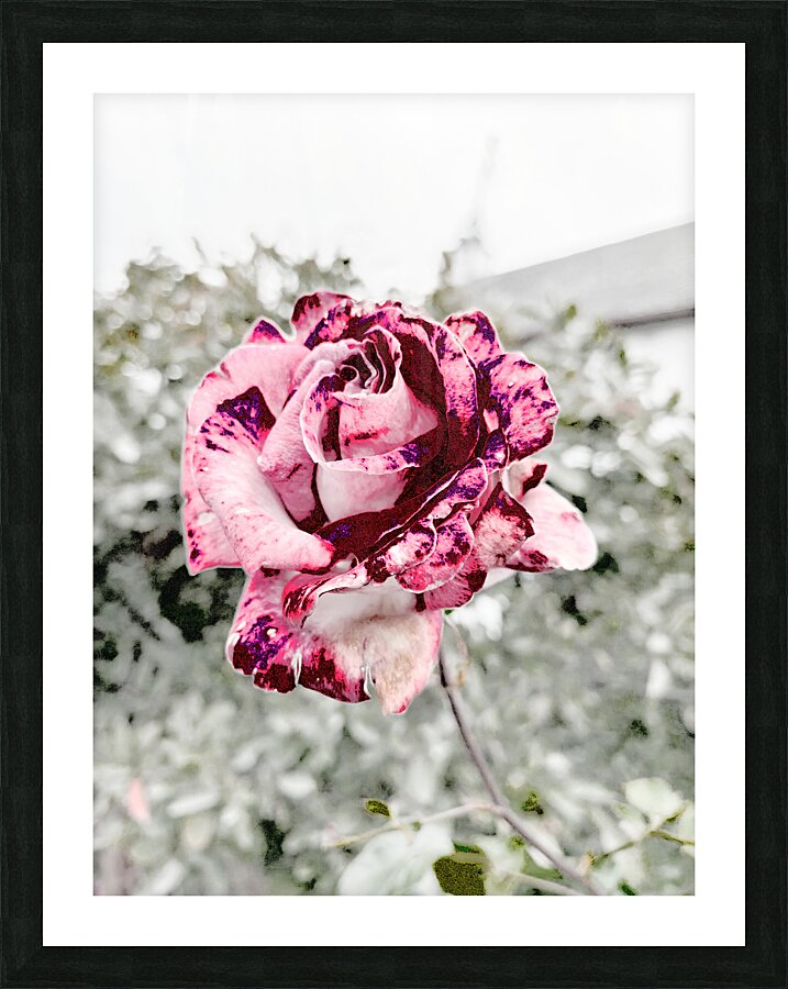 Abstract Rose Garden Picture Frame print