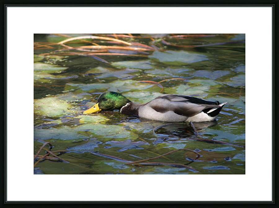 EATING GRASS IN PENNSYLVANIA POND Picture Frame print