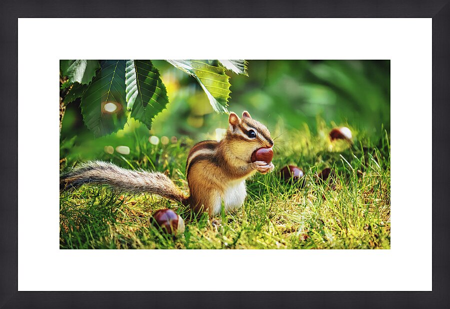 CHIPMUNK WITH A CHESTNUT Picture Frame print