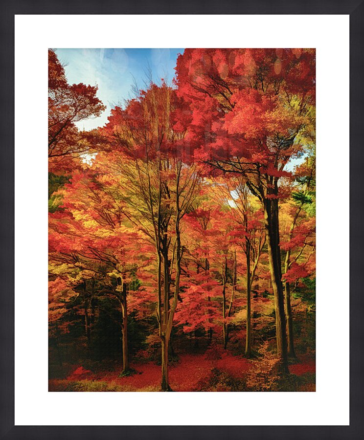 UNBELIEVABLE FOREST FOLIAGE Picture Frame print
