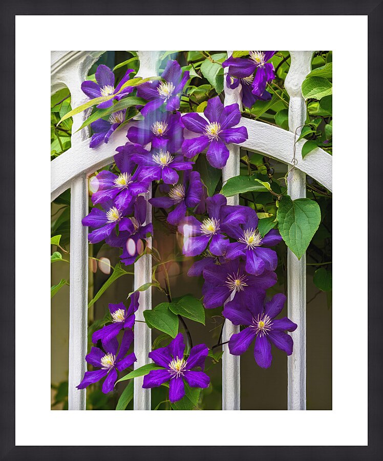 CLIMATIS ON THE TRELLIS Picture Frame print