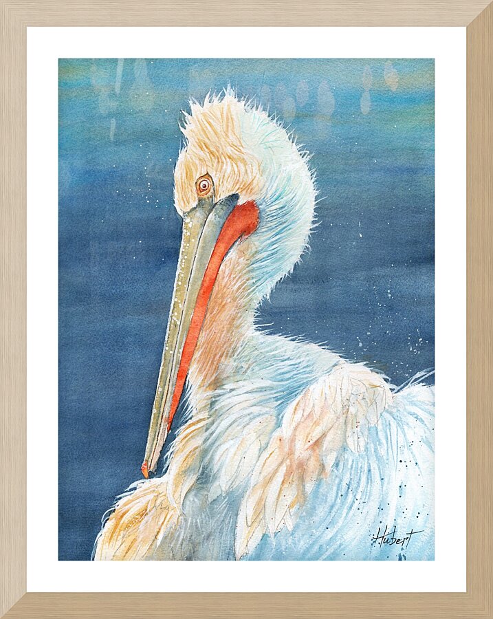 A Florida Pelican  Framed Print Print