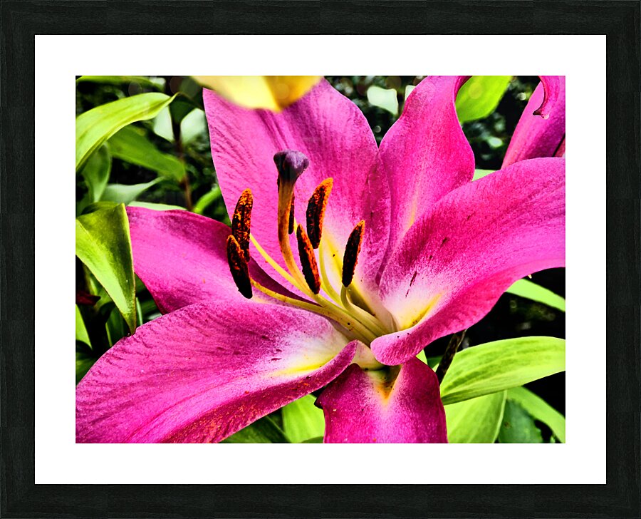 Vibrant Lily Picture Frame print