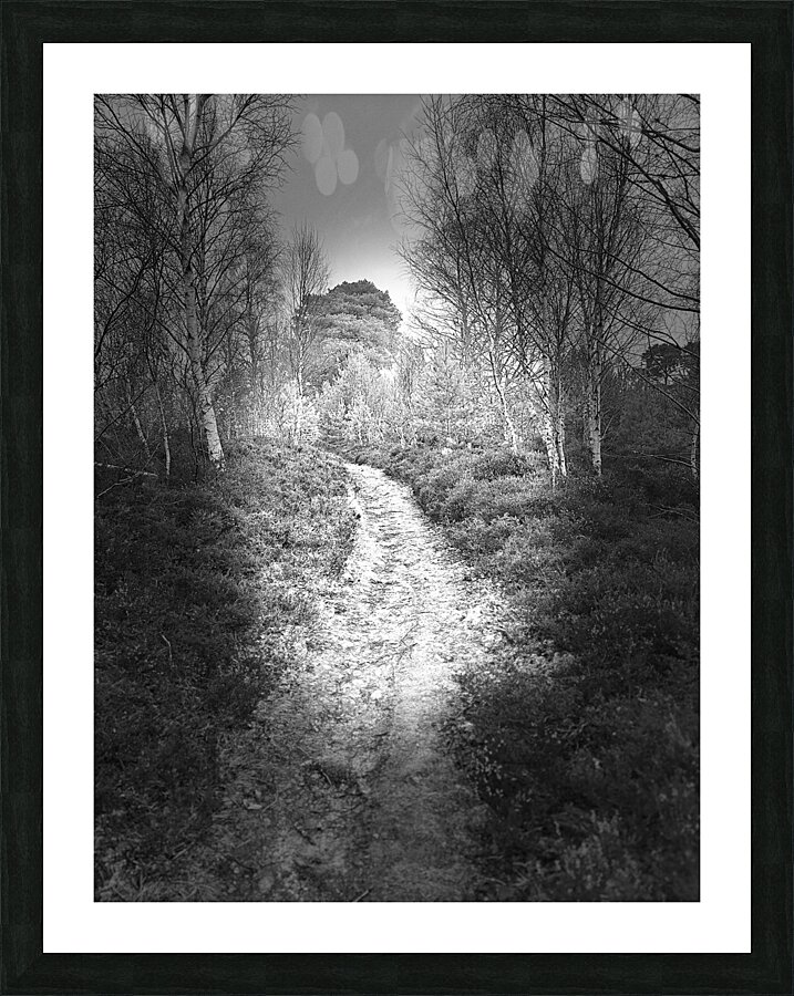 Scenes from the Trail- Forest Walk Through the Scottish Highlands Picture Frame print