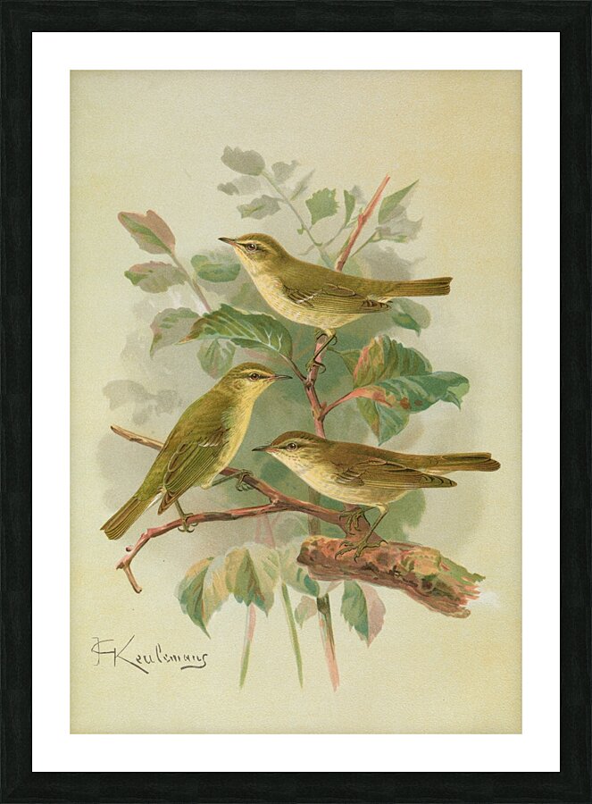 Phylloscopus viridanus. Nitidus. Borealis by Johann Friedrich Naumann [1780–1857] Picture Frame print